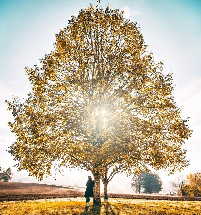 symbolique de l'arbre de vie