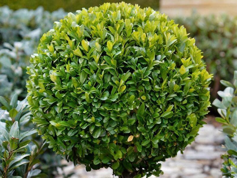 plant de Buis taillé en boule