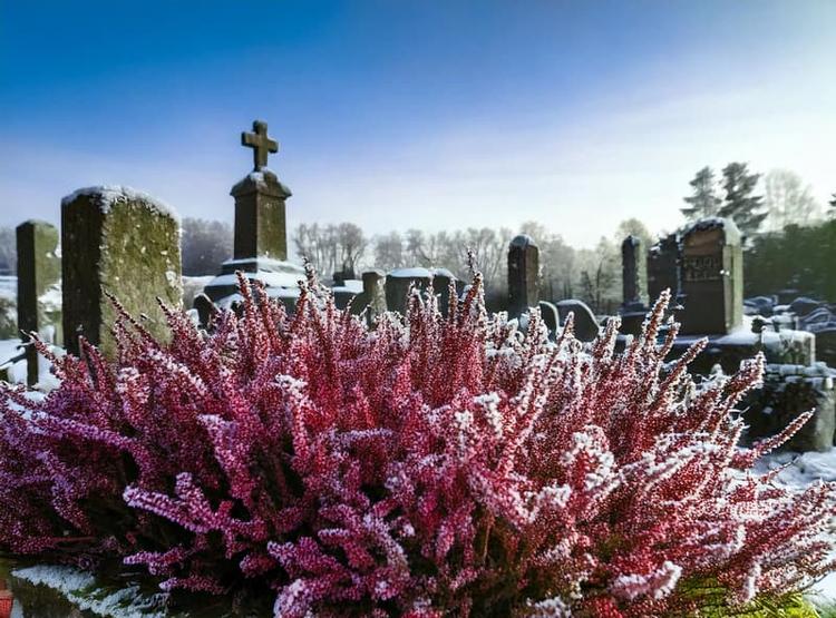 Quelles fleurs choisir pour une sépulture en hiver