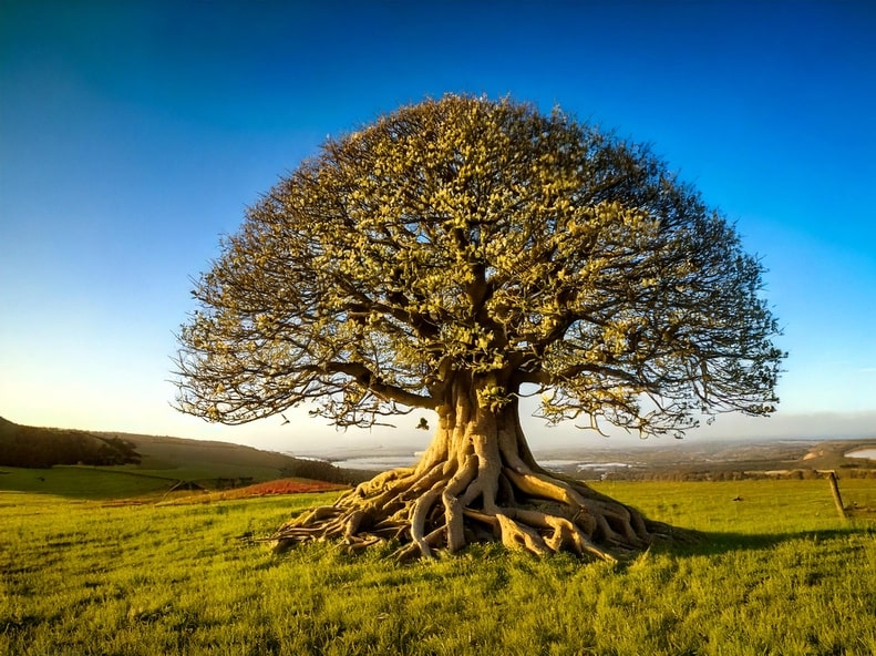 Monument funéraire avec un arbre de vie