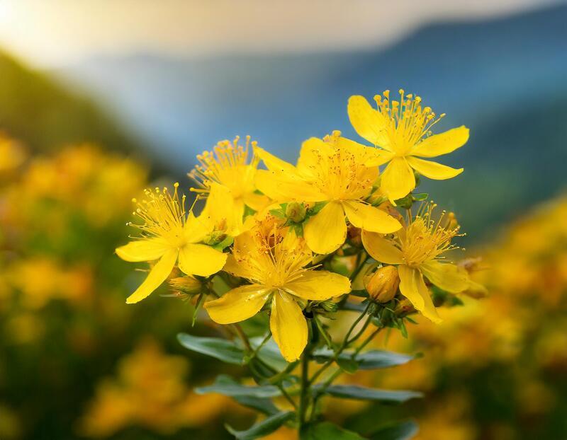 fleurs de Millepertuis pour pierre tombale