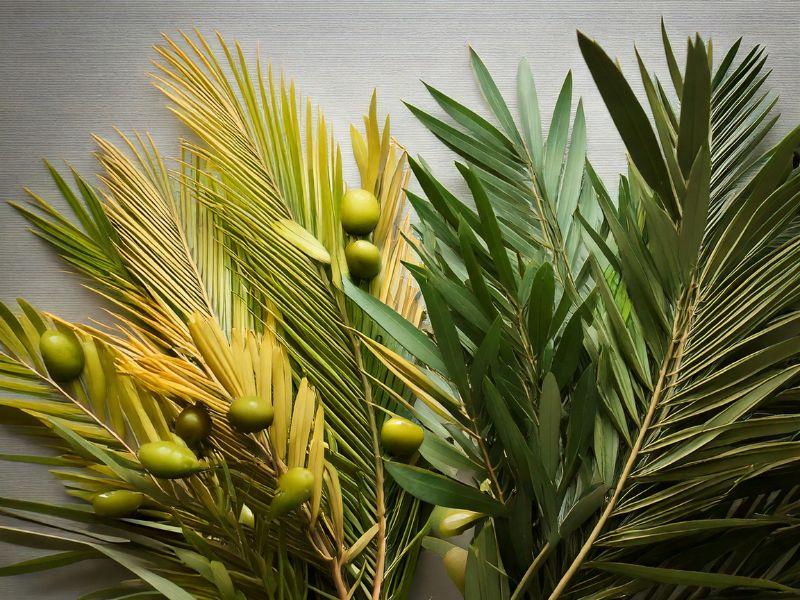 Tradition et origines de la fête des Rameaux