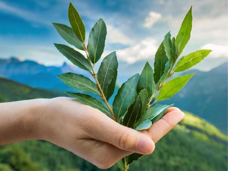 rameaux de laurier pour la célébration des rameaux